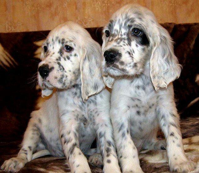 Ov iti setter balasi satlir temiz qandilar xaricden gelme itlerdir erk