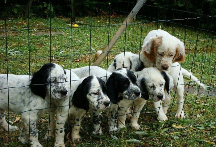 Ov iti setter balasi satlir temiz qandilar xaricden gelme itlerdir erk