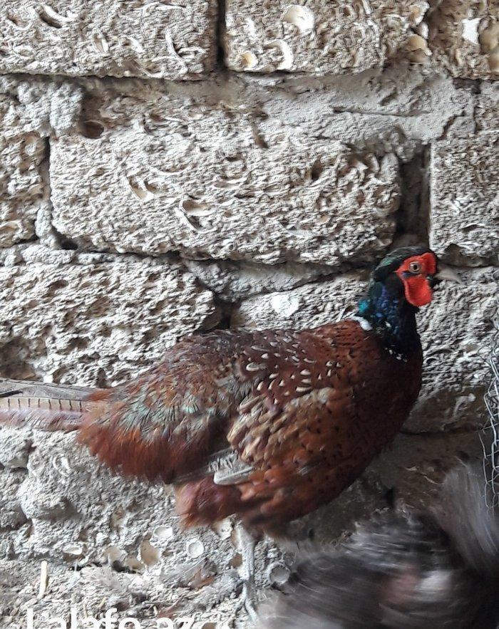 Qirqovul cücəsi satılır 3 günlük