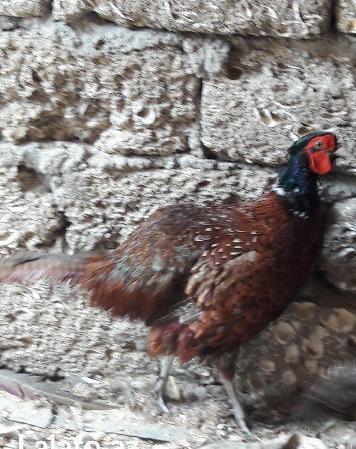 Qirqovul cücəsi satılır 3 günlük