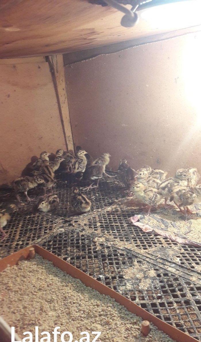 Qirqovul cücəsi satılır 3 günlük