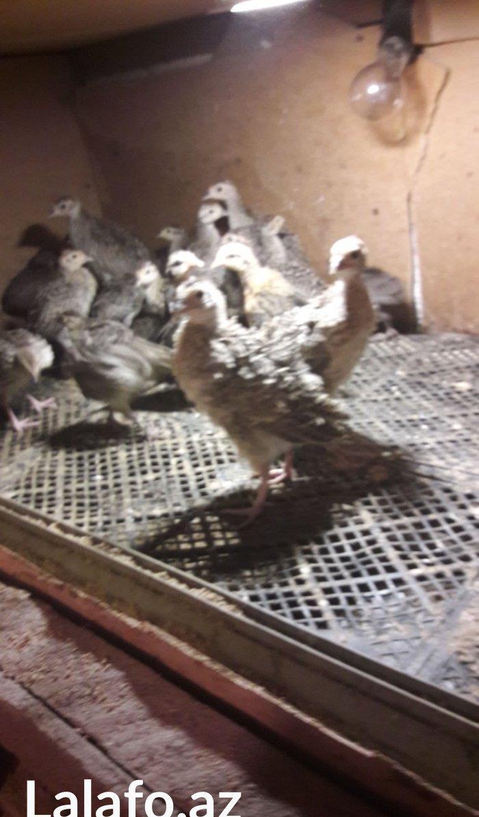 Qirqovul cücəsi satılır 3 günlük