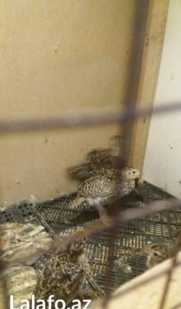 Qirqovul cücəsi satılır 3 günlük