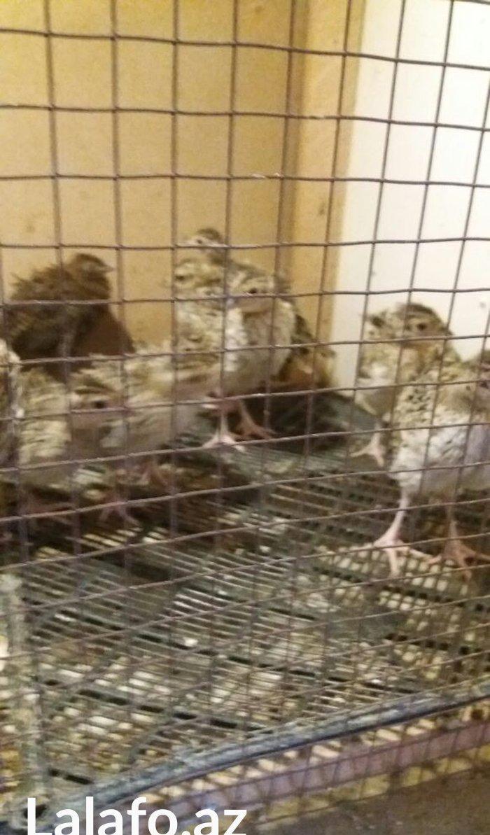 Qirqovul cücəsi satılır 3 günlük