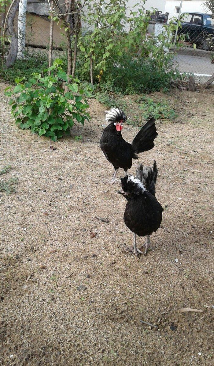 4 5 6 ayliq qizili ve gumusu sbraytlar,aqpapaq holland balscalardan, k