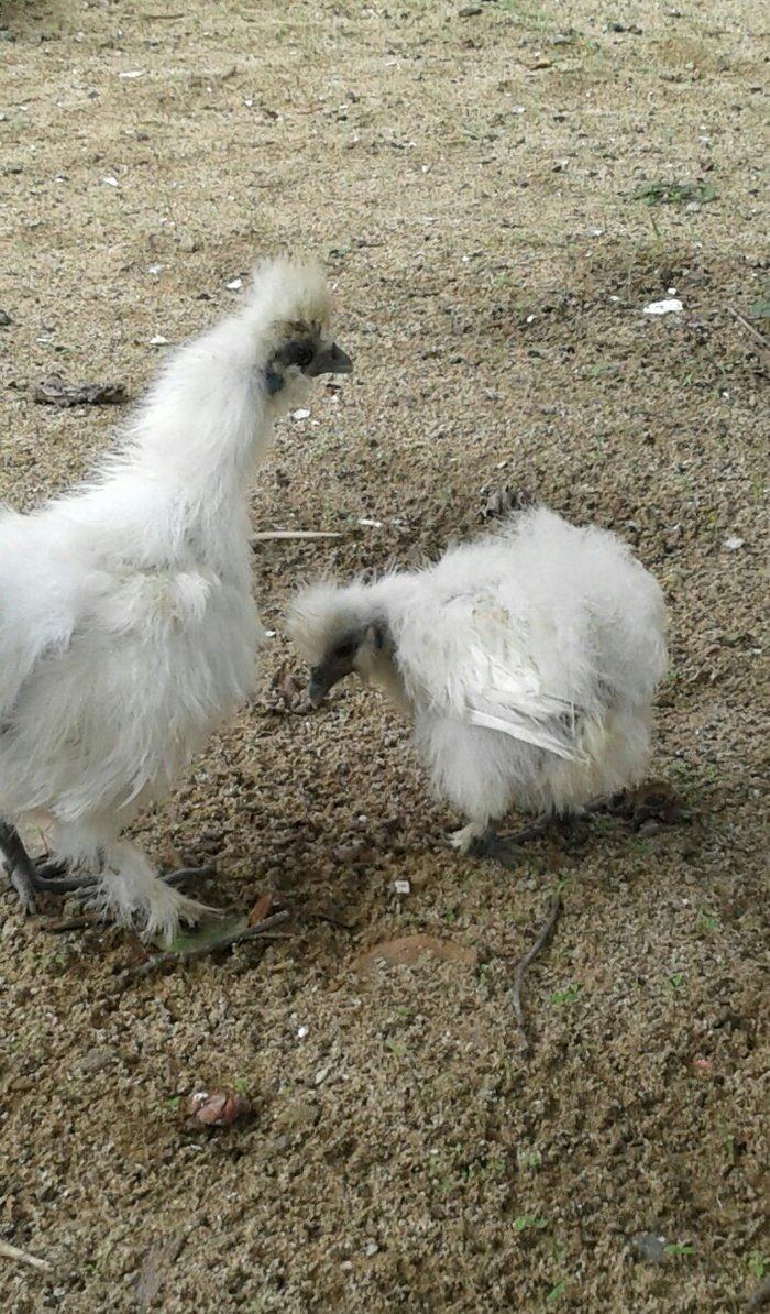 4 5 6 ayliq qizili ve gumusu sbraytlar,aqpapaq holland balscalardan, k