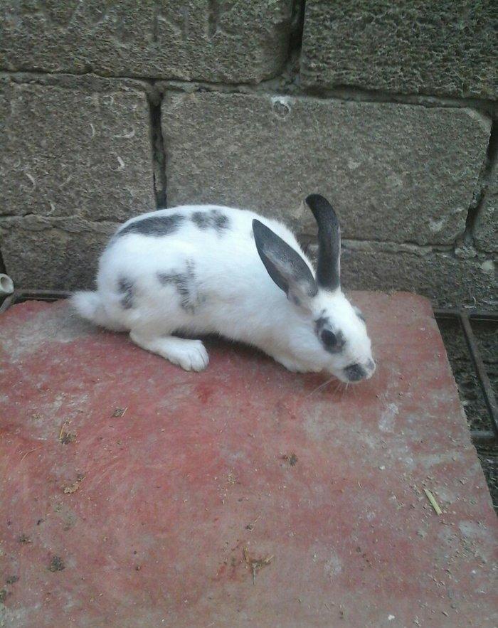 Dovşan satilir! dovşanin biri 10 manata. obşiy dorda 40 manata