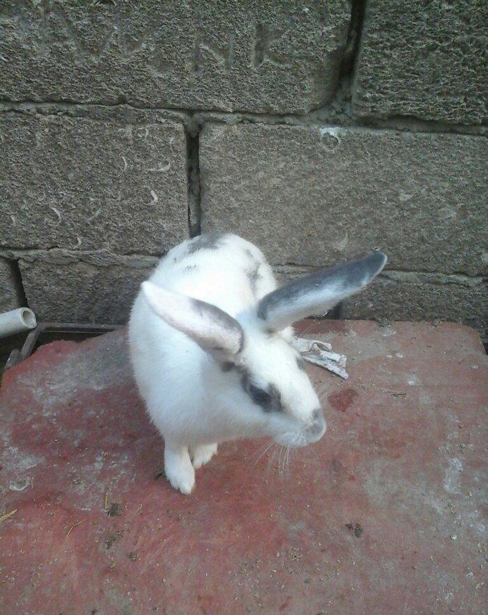 Dovşan satilir! dovşanin biri 10 manata. obşiy dorda 40 manata