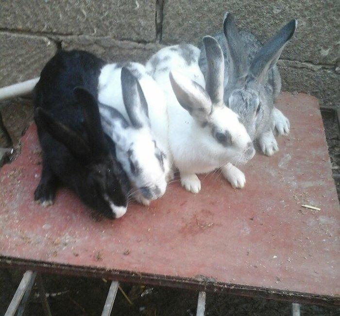 Dovşan satilir! dovşanin biri 10 manata. obşiy dorda 40 manata