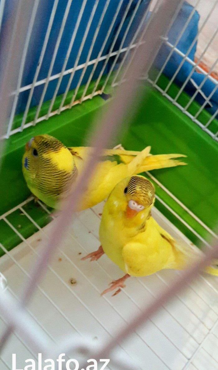 Tan saglam papjqaylar satilir. Daniwdirmaq mumkundur.. Tek papuqay 15