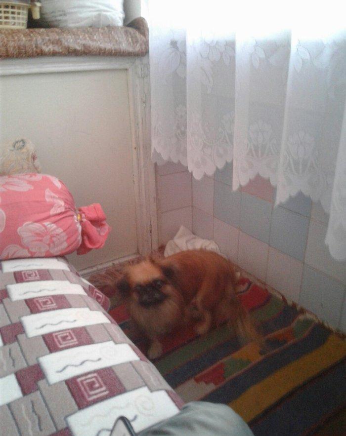 Seher sekide it tapilibdi pikines cins kimindise eger elaqe saxlasin v