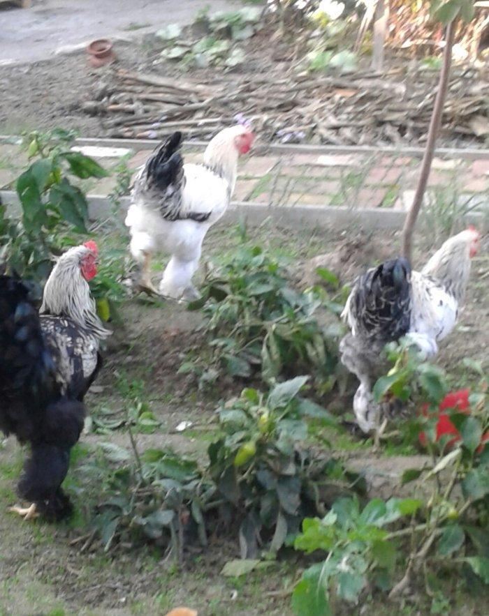 brama xoruzları 6 aylıq koxinxin palivıda var ikidənə xoruz müxtəlif q