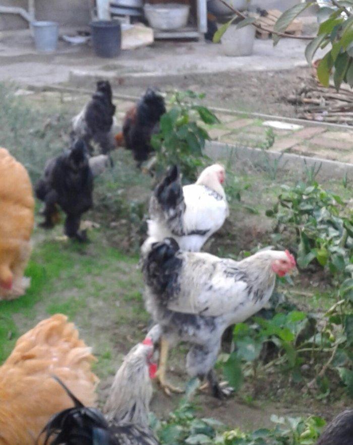 brama xoruzları 6 aylıq koxinxin palivıda var ikidənə xoruz müxtəlif q