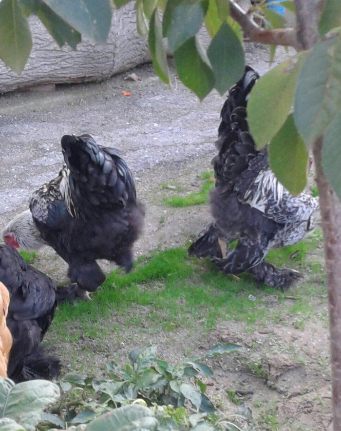 brama xoruzları 6 aylıq koxinxin palivıda var ikidənə xoruz müxtəlif q