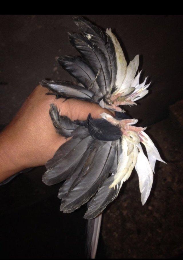 5 eded lelekli çekilli hazır bala veren quşlar 50 manat tam sağlam