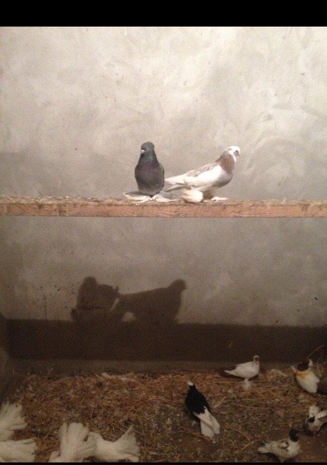 5 eded lelekli çekilli hazır bala veren quşlar 50 manat tam sağlam