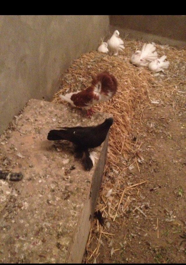 5 eded lelekli çekilli hazır bala veren quşlar 50 manat tam sağlam