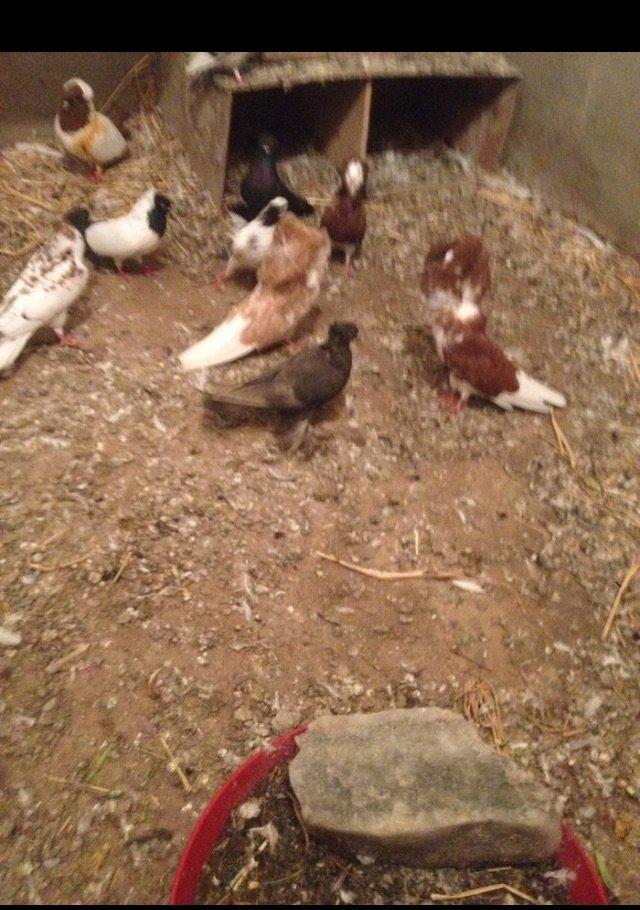 5 eded lelekli çekilli hazır bala veren quşlar 50 manat tam sağlam