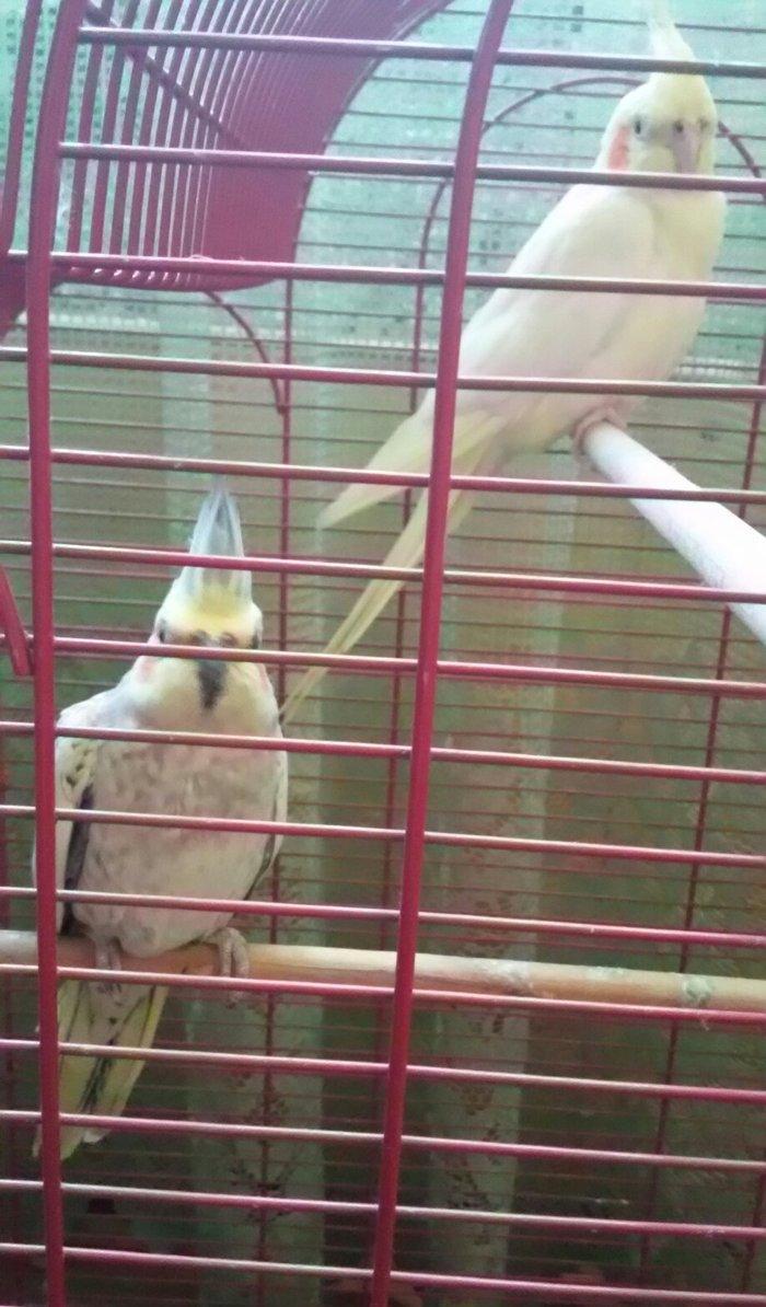 Salam 2 karella hec bir problemi yoxu çütleşen vaxtlardi qefesnen bir