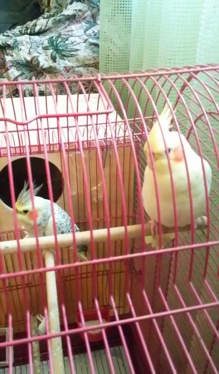 Salam 2 karella hec bir problemi yoxu çütleşen vaxtlardi qefesnen bir