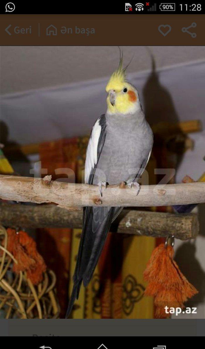 satıram ve yaxud baterde ederem Korella dısı ıle 11aylıq Korella erkek