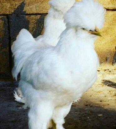 SALAM SULTAN SATIRAM AĞ VE QARA SULTA İSTEYEM OLSA GELİB BAXI ALA BİLE