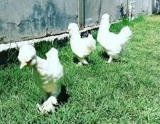 SALAM SULTAN SATIRAM AĞ VE QARA SULTA İSTEYEM OLSA GELİB BAXI ALA BİLE