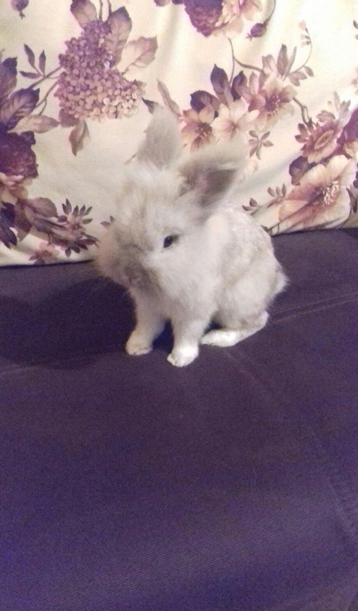 karlik dovsani erkekdir 2 yawi var ev dovsanidir temiz dovsandir terev