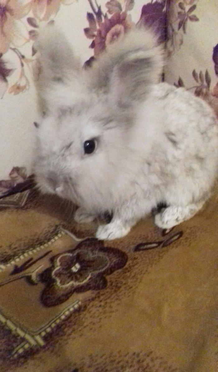 karlik dovsani erkekdir 2 yawi var ev dovsanidir temiz dovsandir terev