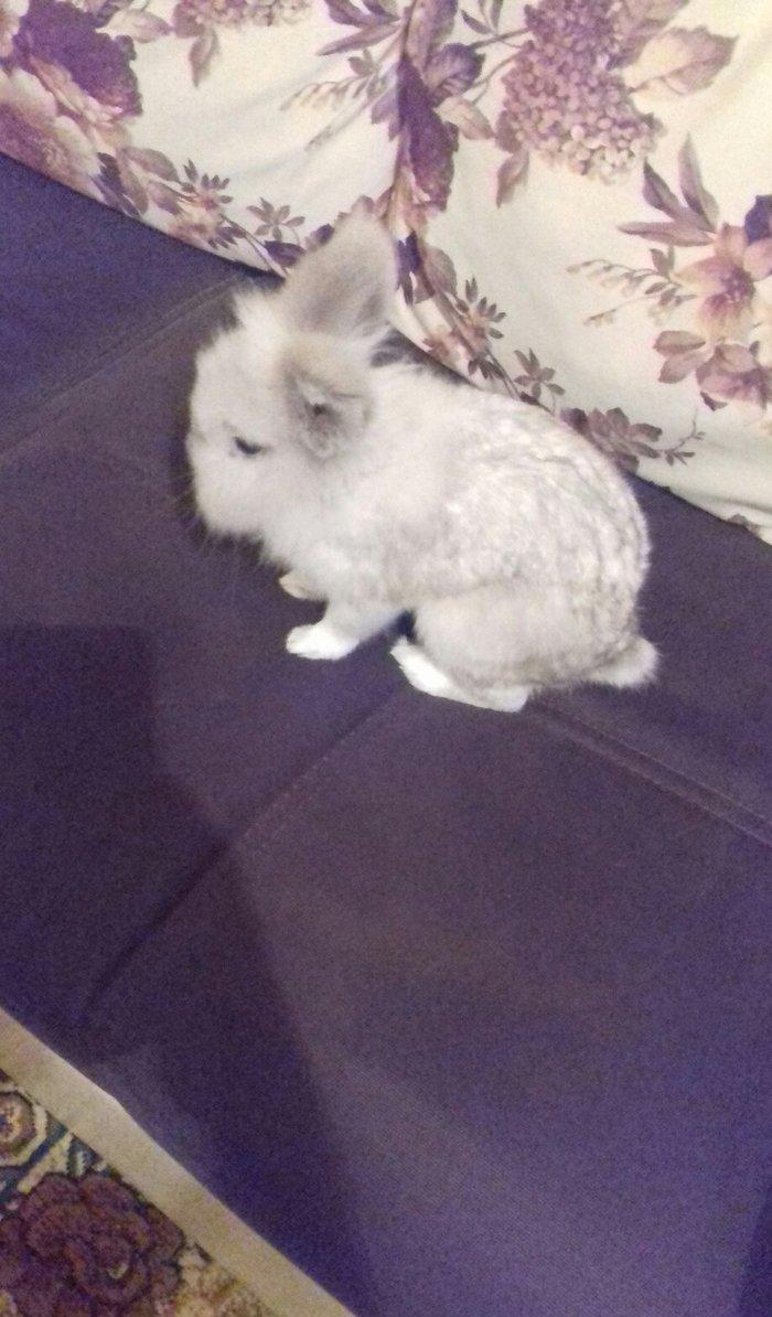 karlik dovsani erkekdir 2 yawi var ev dovsanidir temiz dovsandir terev