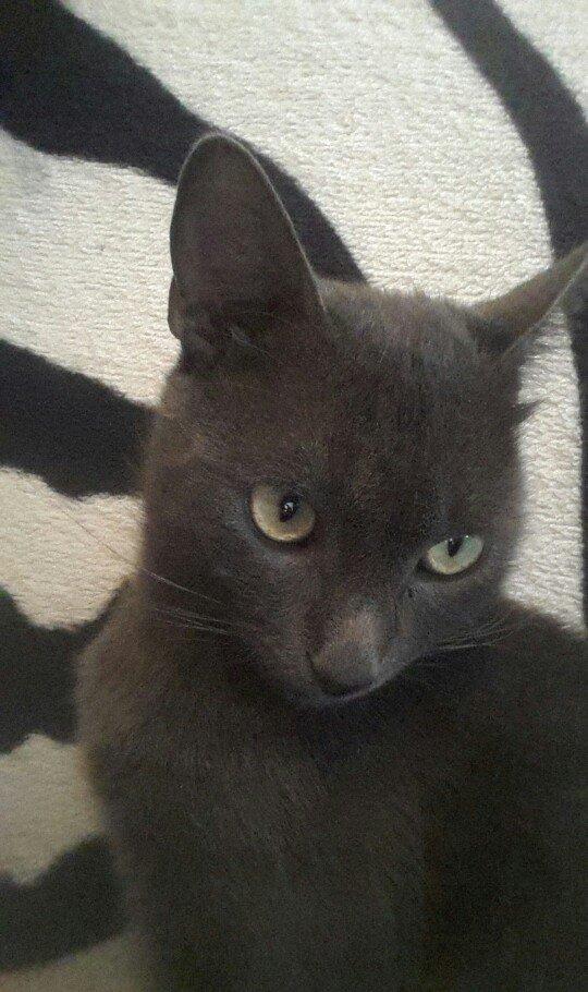 korat cinsi sotland pisiyide deyilir erkek 11 ayliq her ay muayneden k