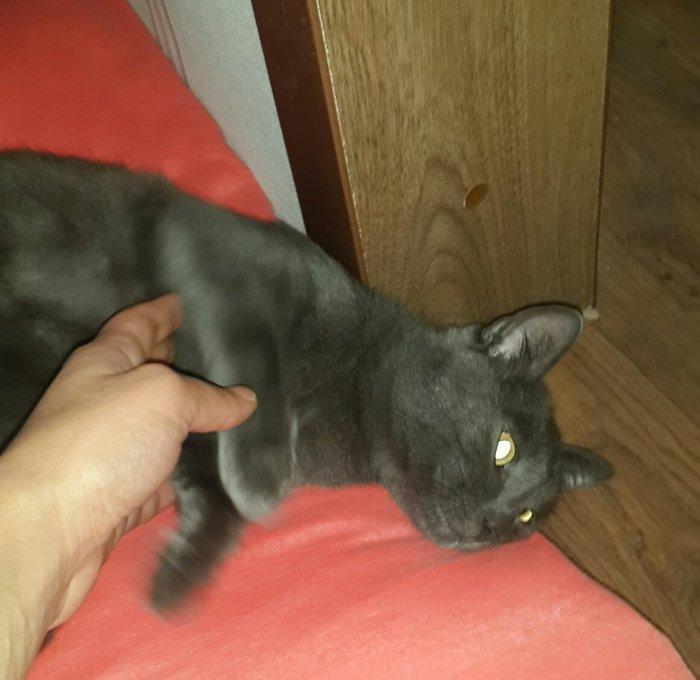 korat cinsi sotland pisiyide deyilir erkek 11 ayliq her ay muayneden k