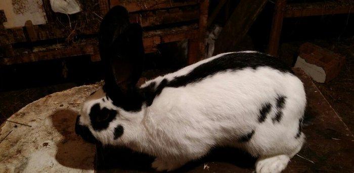 Mini Ferma...Pestriy sort dovshanlar satilir...bir adet bir il yarimli