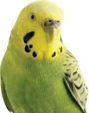 YASHIL RENGLI  ve ya spangle disi CEX papuqaylari aliram.  Maksimum 1