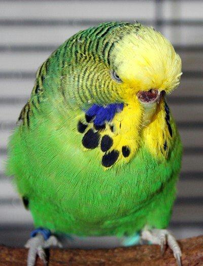 YASHIL RENGLI  ve ya spangle disi CEX papuqaylari aliram.  Maksimum 1