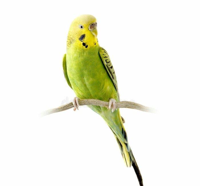 YASHIL RENGLI  ve ya spangle disi CEX papuqaylari aliram.  Maksimum 1