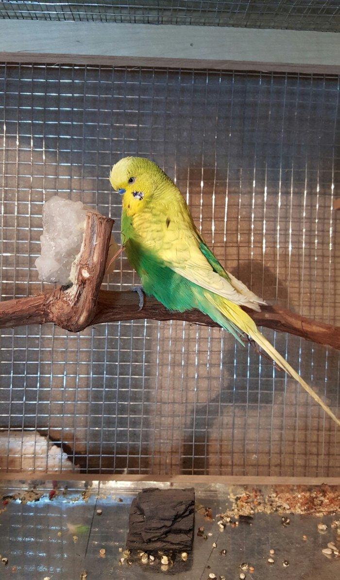 YASHIL RENGLI  ve ya spangle disi CEX papuqaylari aliram.  Maksimum 1