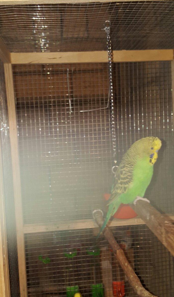 YASHIL RENGLI  ve ya spangle disi CEX papuqaylari aliram.  Maksimum 1