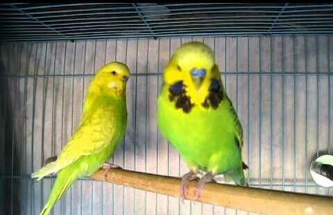 YASHIL RENGLI  ve ya spangle disi CEX papuqaylari aliram.  Maksimum 1