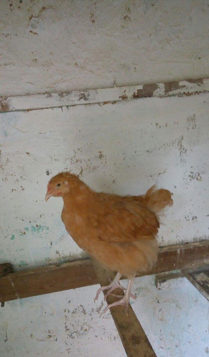 Buff orpington xoruz colpalar 3ayliq 30manata vaksina olunub cumaya
