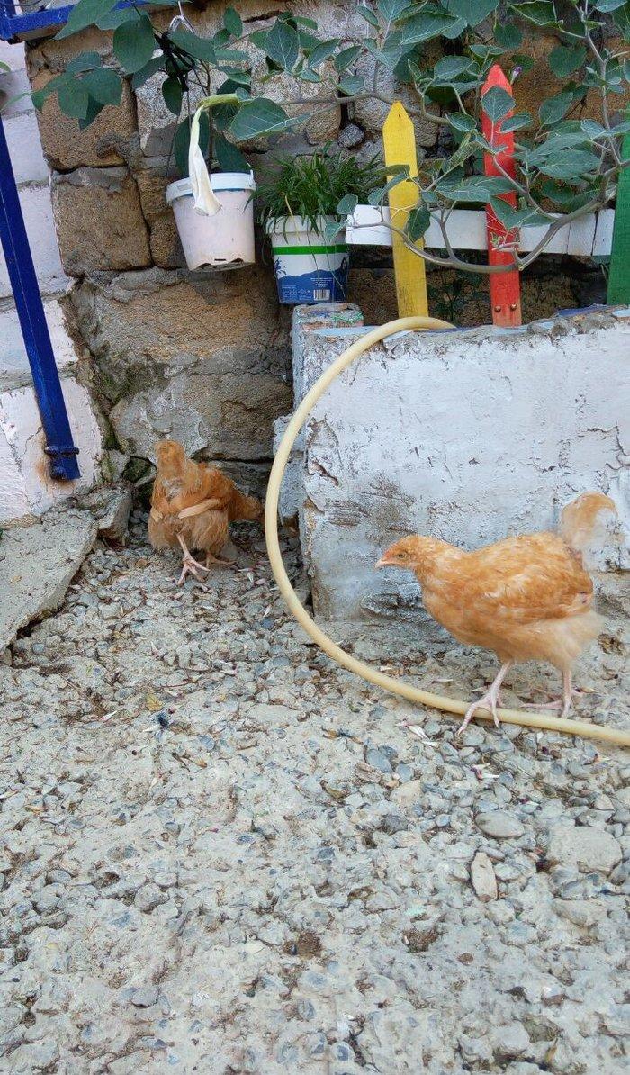 Buff orpington xoruz colpalar 3ayliq 30manata vaksina olunub cumaya