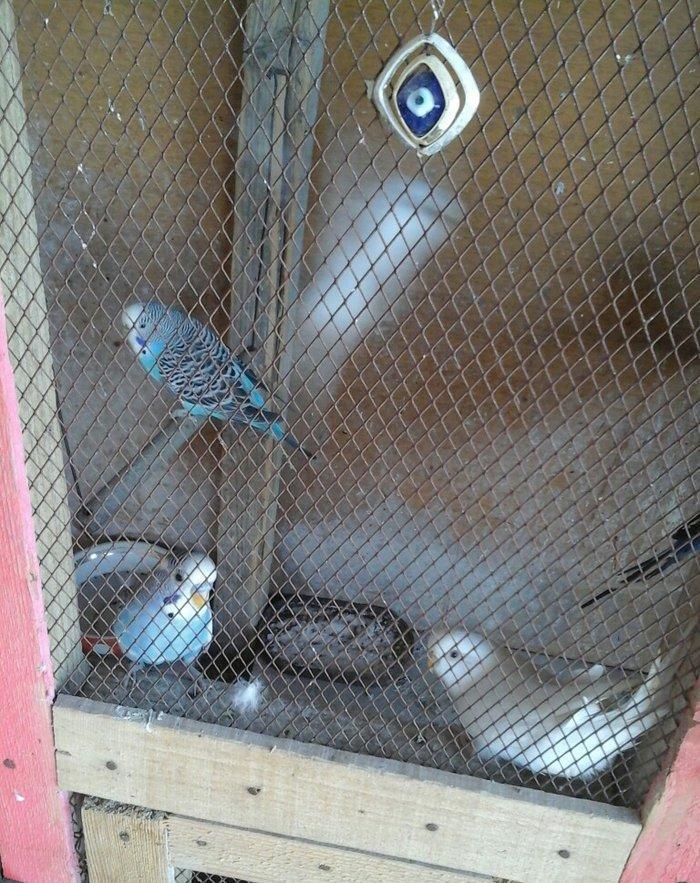 salam hamsn satram dene dene satmram 8 yuva iri qefesi metreyarm uzunu