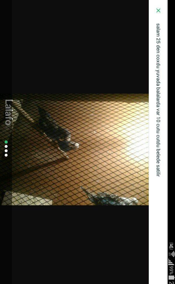 salam hamsn satram dene dene satmram 8 yuva iri qefesi metreyarm uzunu