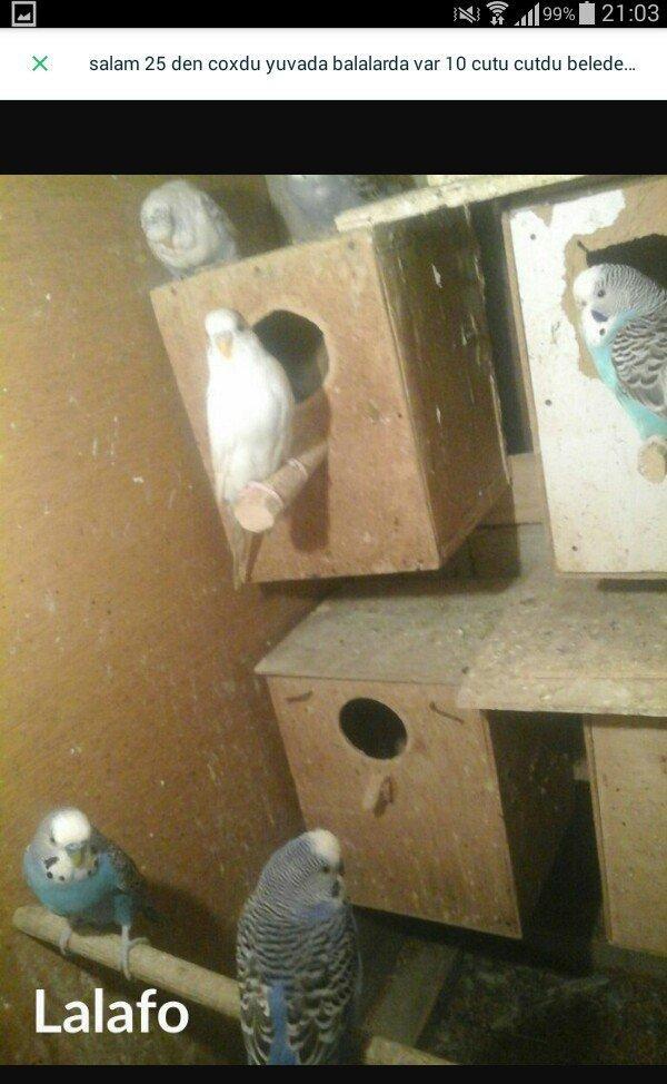 salam hamsn satram dene dene satmram 8 yuva iri qefesi metreyarm uzunu