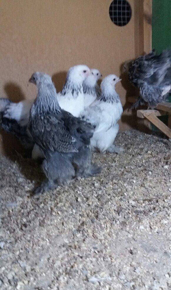 Brahma lıght ve dark cucelerı satılır.say mehdudur.xahış oşunur cıddı