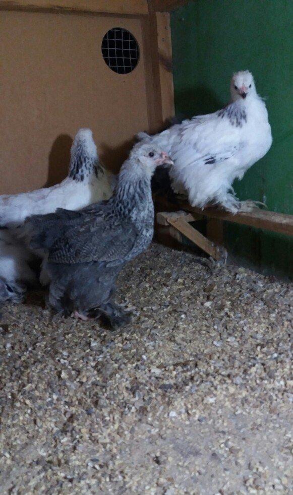 Brahma lıght ve dark cucelerı satılır.say mehdudur.xahış oşunur cıddı