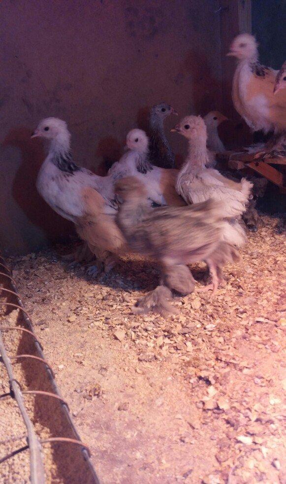 Brahma lıght ve dark cucelerı satılır.say mehdudur.xahış oşunur cıddı