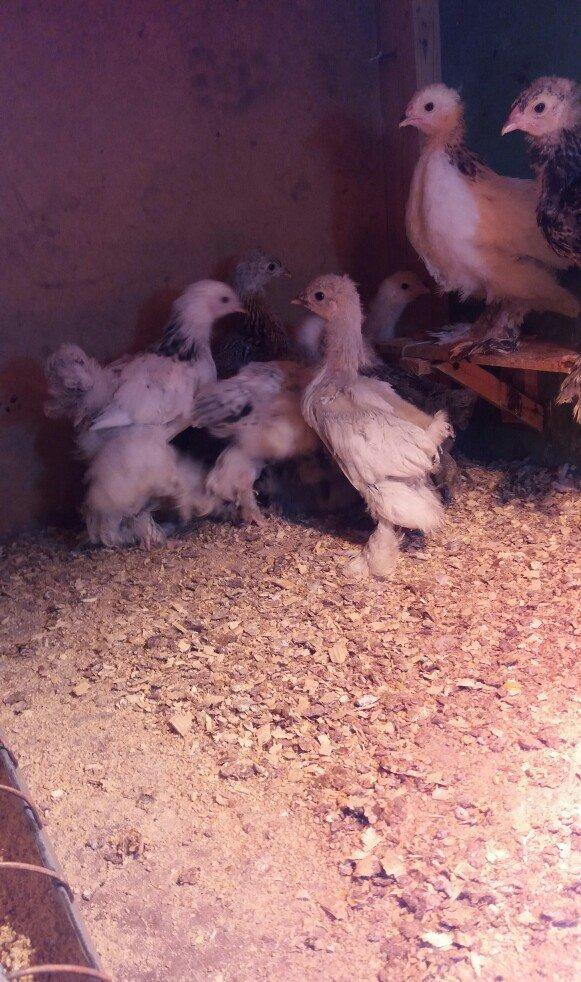 Brahma lıght ve dark cucelerı satılır.say mehdudur.xahış oşunur cıddı