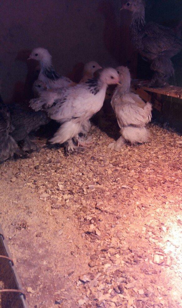 Brahma lıght ve dark cucelerı satılır.say mehdudur.xahış oşunur cıddı