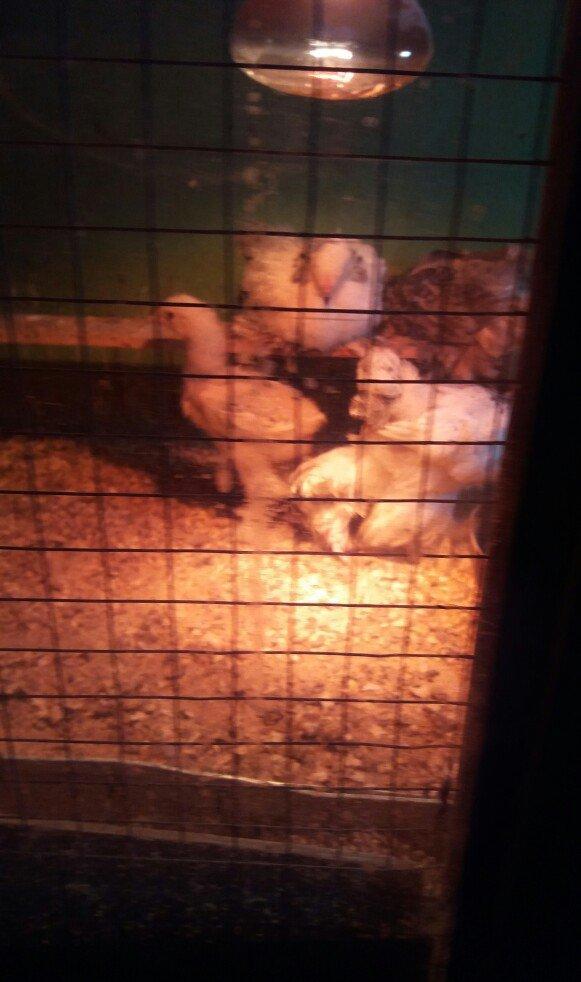 Brahma lıght ve dark cucelerı satılır.say mehdudur.xahış oşunur cıddı